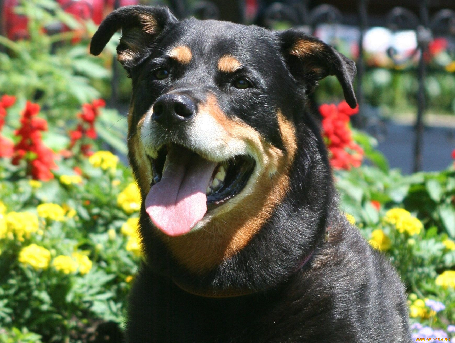 , , dog